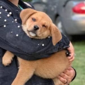 Meet your Posher, Oscar